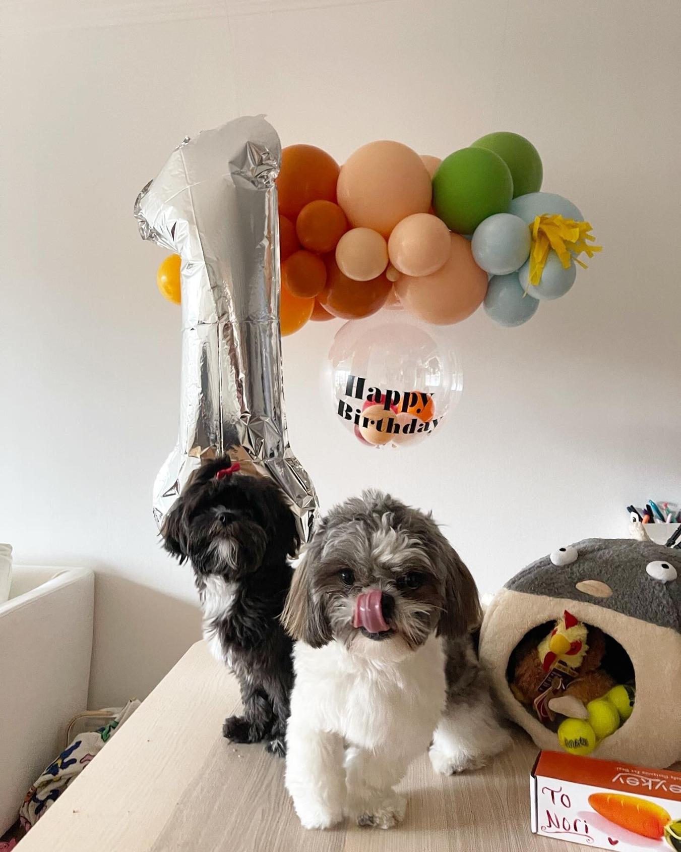 Happy balloons dog